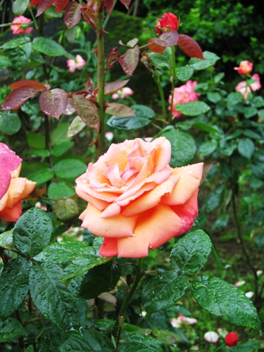 強羅公園の薔薇b.jpg