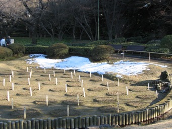 冬の菖蒲園.jpg