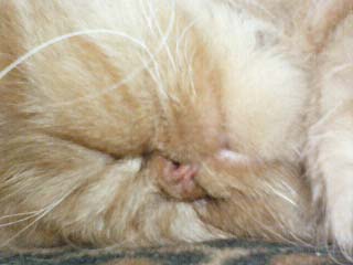 くるちゃん060306-1