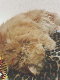 くるちゃん060306-2