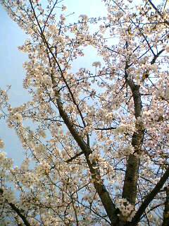 桜の木の下で