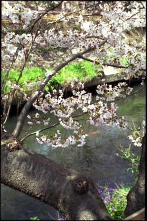 桜の下のコイ