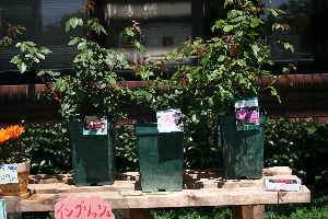 バラの講習会 in 兵庫県立明石西公園