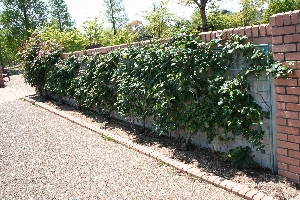 バラの講習会 in 兵庫県立明石西公園