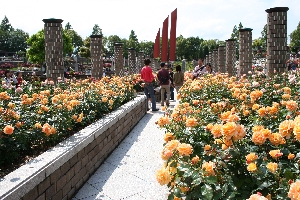 荒牧バラ公園 in 伊丹市