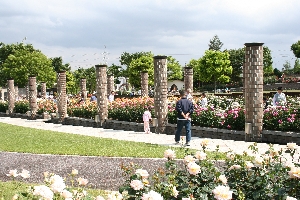 荒牧バラ公園 in 伊丹市