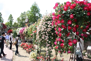 荒牧バラ公園 in 伊丹市