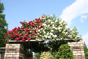 荒牧バラ公園 in 伊丹市