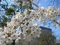 日比谷公園桜.jpg