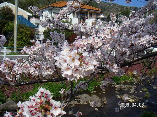 郷戸公園と伊豆高原の桜 007.jpg