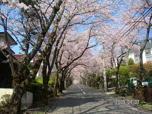 郷戸公園と伊豆高原の桜 020.jpg