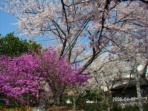 郷戸公園と伊豆高原の桜 022.jpg