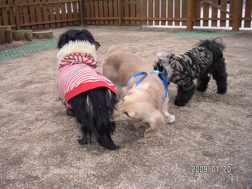 稲取吊るし雛まつり 004.jpg