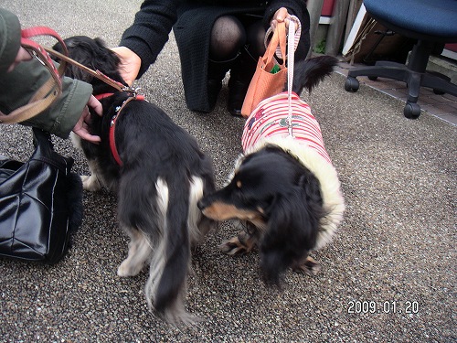 稲取吊るし雛まつり 033.jpg