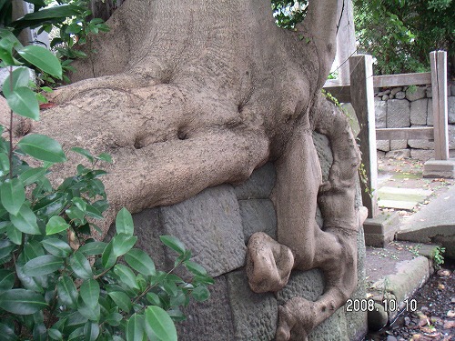 伊豆シャボテン公園 039.jpg