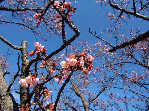 伊豆四季の花公園 003.jpg