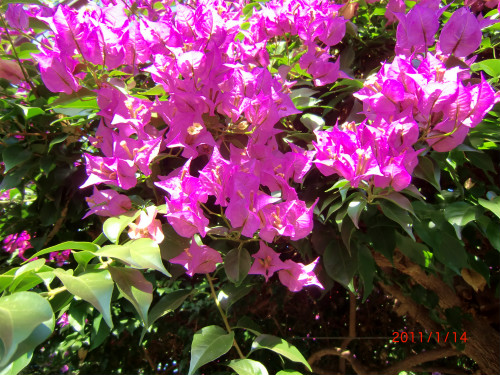 伊豆四季の花公園 040.jpg