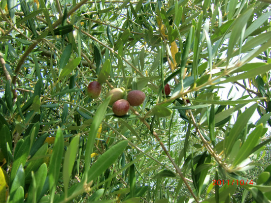 リエテイ公園 018.jpg