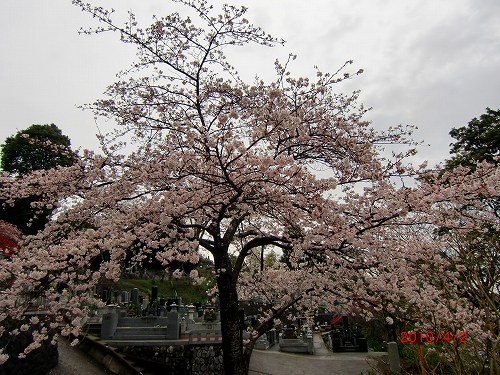 郷戸公園の染井吉野 016.jpg