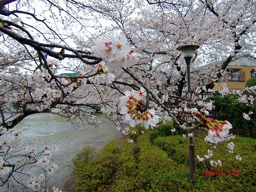 郷戸公園の染井吉野 007.jpg