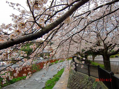 郷戸公園の染井吉野 003.jpg