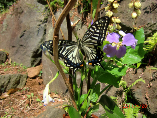新芽が鮮やかです 001.jpg
