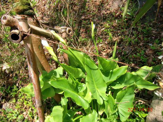 新芽が鮮やかです 007.jpg