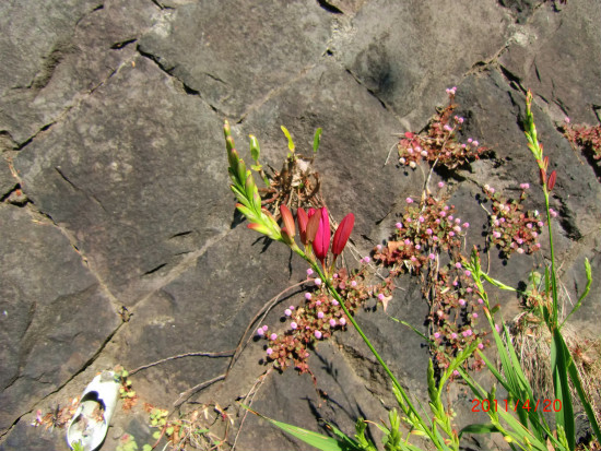 新芽が鮮やかです 009.jpg