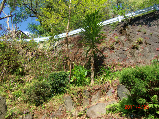 新芽が鮮やかです 012.jpg