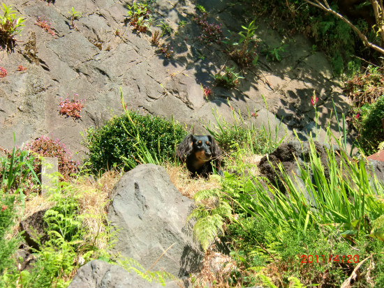 新芽が鮮やかです 020.jpg