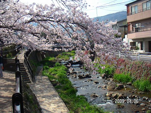 郷戸公園と伊豆高原の桜 002.jpg