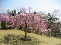 IMG_sakura0001.JPG