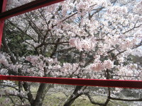 IMG_sakura0001.JPG