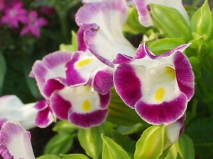 070526torenia.JPG