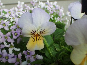 060203orengiYTT1.JPG