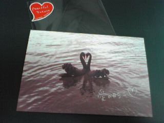 swan_postcard