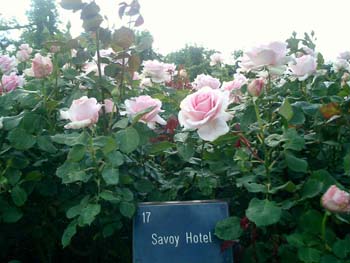 Savoy Hotel's Roses in Regent's Park in May 2008