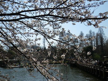 井の頭公園