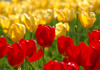 tulip8-ss.jpg
