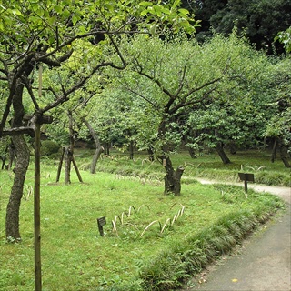 梅林10
