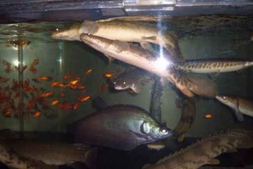古代魚 ポリプテルス 古代魚飼育記 楽天ブログ