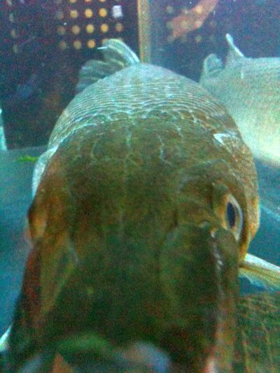 フロリダガー 古代魚飼育記 楽天ブログ