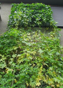 6.9.6ゴーヤ外観