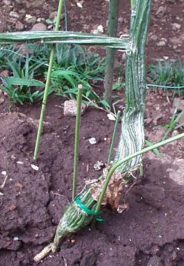 6.9.4ゴーヤ太い幹