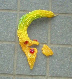 はじけたゴーヤ6.9.7