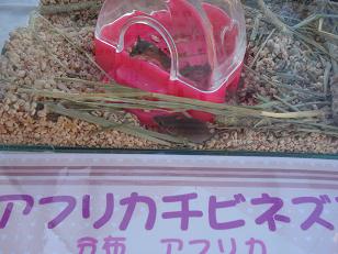 アフリカチビネズミ