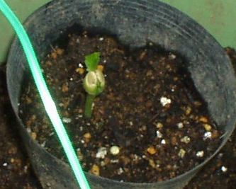 ゴーヤー２－本葉6.5.26