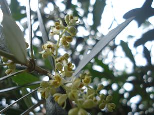 オリーブ花.jpg