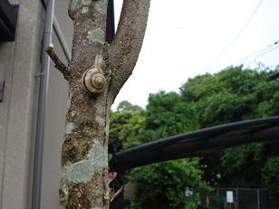 カタツムリ9.5.28.jpg