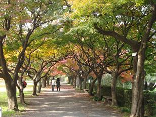 小石川植物園モミジ並木.jpg